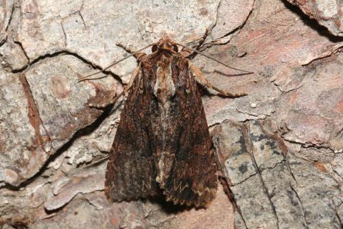 Réf. 185 051 : Apamea monoglypha